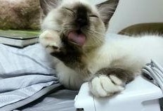 吃瓜娱乐酱社恐猫,揭秘社交恐惧的萌宠——社恐猫的日常生活