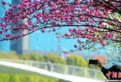 烟花三月在线观看,浪漫时光在线绽放